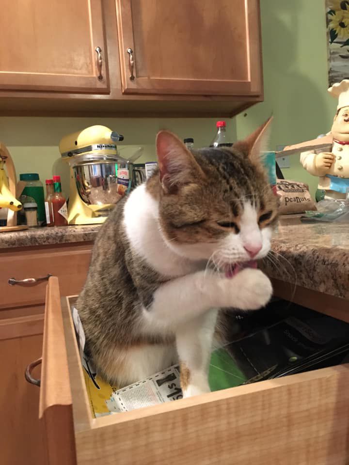 Readers pet photos